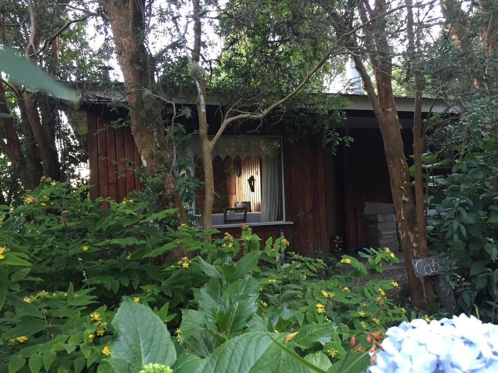Cabañas el Bosque Patagónico Frutillar Exterior foto